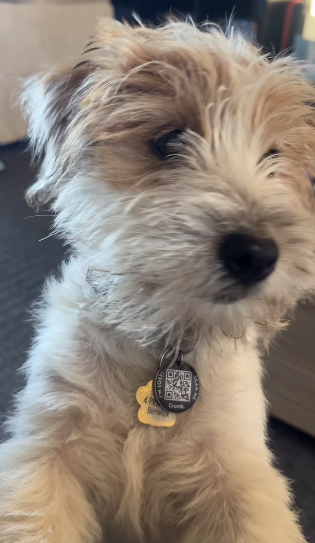Zola photo 6