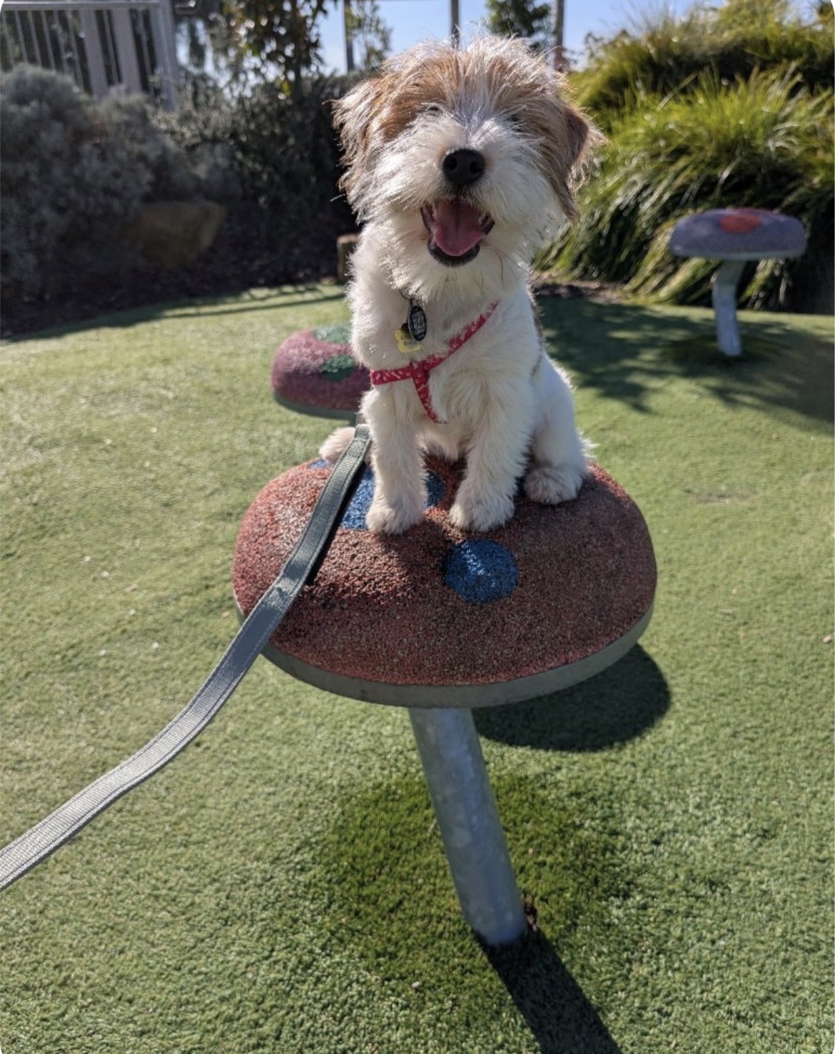 Zola, a happy Australian puppy smiling in a sunlit park